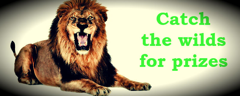 Catch the wilds for the prizes